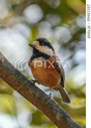 ヤマガラ 89463167