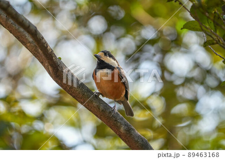 ヤマガラ 89463168