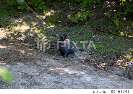 EOSR6.広島大久野島、黒子ウサギ。 EOSR6.広島大久野島、黒子ウサギ。 89463241