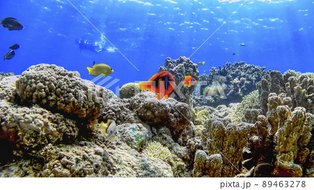 沖縄　阿嘉島のニシハマビーチ　水中写真 89463278