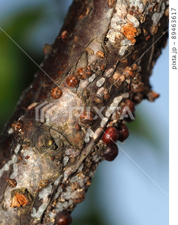 梅の木に寄生したタマカタカイガラムシ 89463617