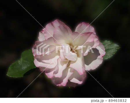 Matilda 薔薇 Matilda 薔薇 89463832