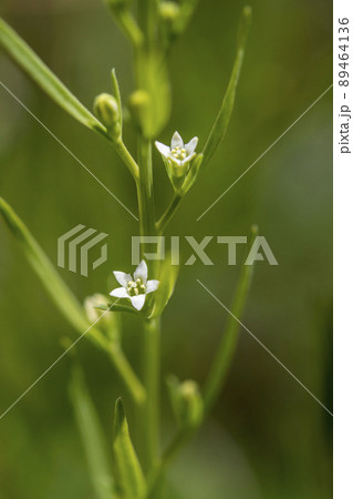 カナビキソウの白く小さい花 89464136