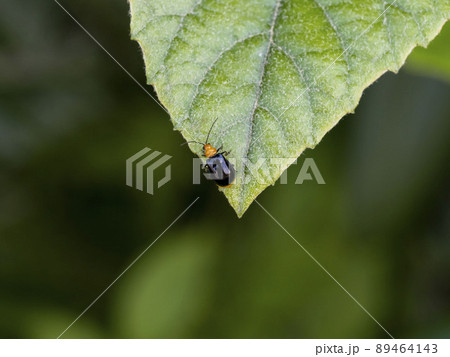 葉の上のクロウリハムシ 89464143