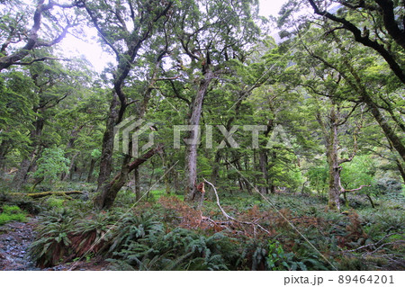 ニュージーランド_ルートバーン・トラック01 89464201