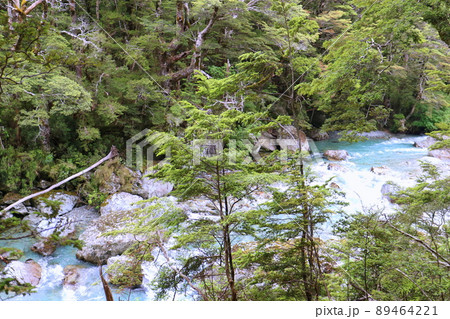 ニュージーランド_ルートバーン・トラック21 89464221