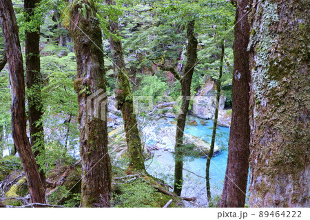 ニュージーランド_ルートバーン・トラック22 89464222