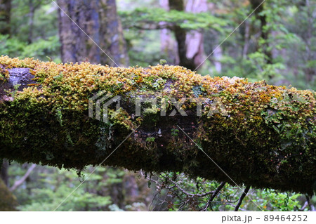 ニュージーランド_ルートバーン・トラック44 89464252