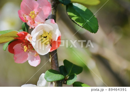 梅の花 梅の花 89464391