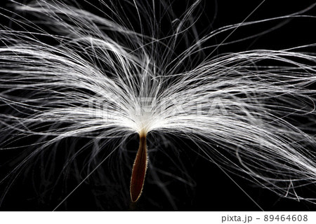 フワフワ モコモコ もこもこ 89464608