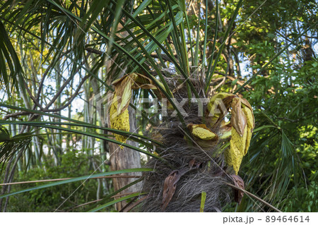 葉先が垂れ下がり花が咲いているワジュロ／ヤシ科シュロ属 89464614