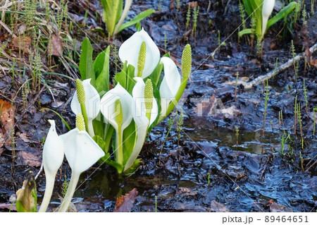 深山の湿地に咲く水芭蕉の花　Ver1 89464651