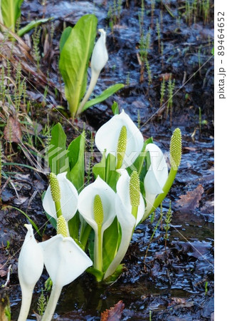 深山の湿地に咲く水芭蕉の花　Ver2 89464652