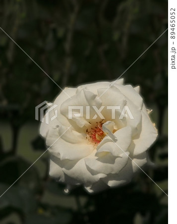パスカリア 薔薇 パスカリア 薔薇 89465052