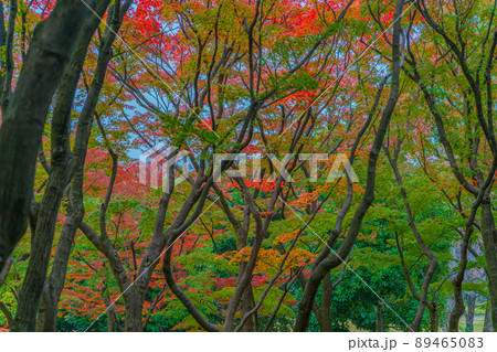 紅葉の景色 紅葉の景色 89465083