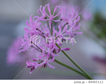 細長い花びらが特徴のネリネの花 89465111