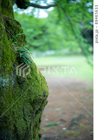 庭園の草・花 89465633