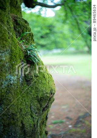 庭園の草・花 庭園の草・花 89465634