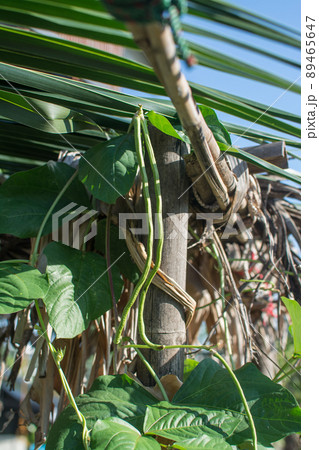 Lentil plant creep in the garden Lentil plant creep in the garden 89465647