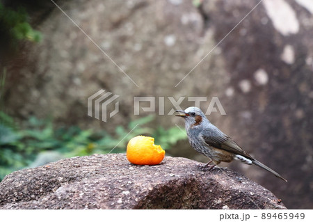 ヒヨドリ 89465949