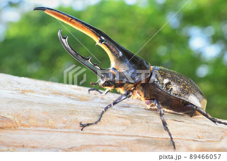 ヘラクレスオオカブトのヘラクレスヘラクレス樹木の上で ヘラクレスオオカブトのヘラクレスヘラクレス樹木の上で 89466057