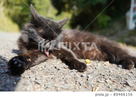 道の上で寝転がるかわいい猫 道の上で寝転がるかわいい猫 89466156