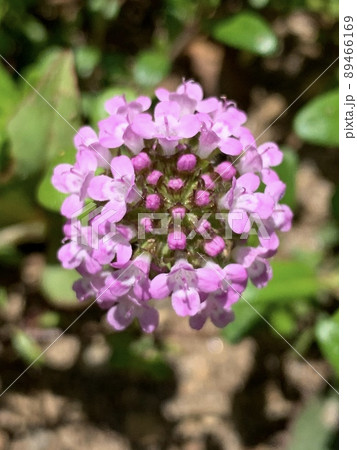クリーピングタイムの花 89466169