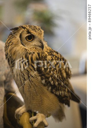 フクロウ　ミミズク 89466257