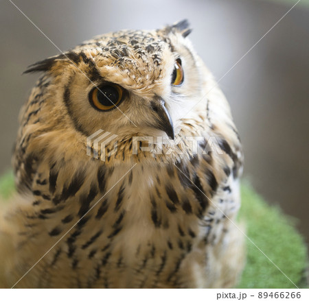 フクロウ　ミミズク 89466266