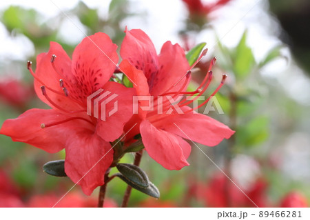 春の日本の公園に咲く赤いツツジの花 春の日本の公園に咲く赤いツツジの花 89466281