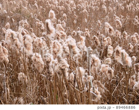 維和島の自然　枯れたガマの穂　（熊本県上天草市） 89466886