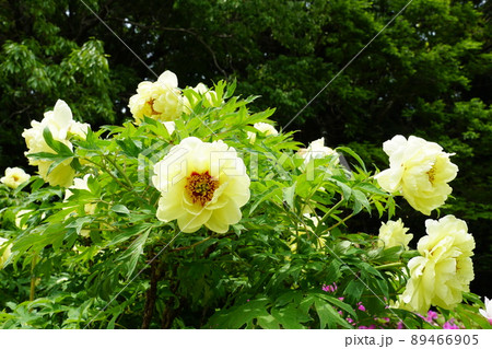 ゴールデンウイーク　茨城県つくば牡丹園に咲く満開の黄色い牡丹の花の風景 89466905