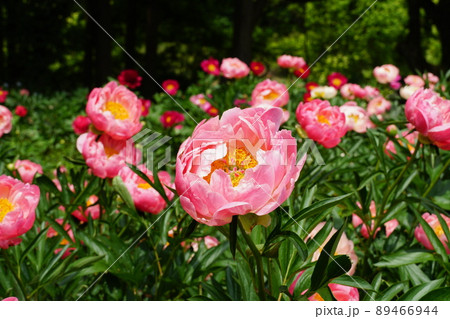 ゴールデンウイーク 茨城県つくば牡丹園に咲く満開のピンク色の芍薬の花の風景 イメージ ゴールデンウイーク 茨城県つくば牡丹園に咲く満開のピンク色の芍薬の花の風景 イメージ 89466944