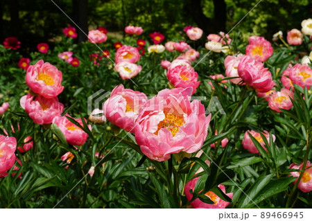 ゴールデンウイーク　茨城県つくば牡丹園に咲く満開のピンク色の芍薬の花の風景　イメージ 89466945