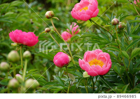 ゴールデンウイーク　茨城県つくば牡丹園に咲く満開のピンク色の芍薬の花の風景　イメージ 89466985