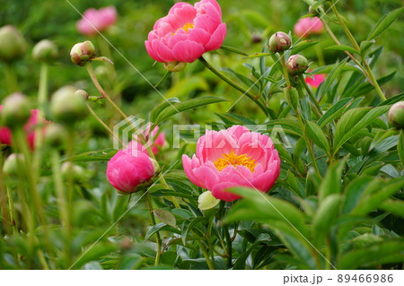 ゴールデンウイーク 茨城県つくば牡丹園に咲く満開のピンク色の芍薬の花の風景 アップ・イメージ ゴールデンウイーク 茨城県つくば牡丹園に咲く満開のピンク色の芍薬の花の風景 アップ・イメージ 89466986