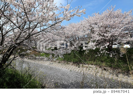 奈良県　安堵町の桜並木 89467041