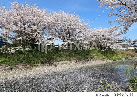 奈良県　安堵町の桜並木 89467044