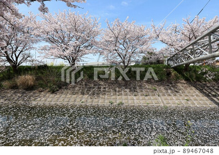 奈良県 安堵町の桜並木 奈良県 安堵町の桜並木 89467048