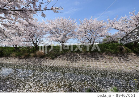 奈良県 安堵町の桜並木 奈良県 安堵町の桜並木 89467051