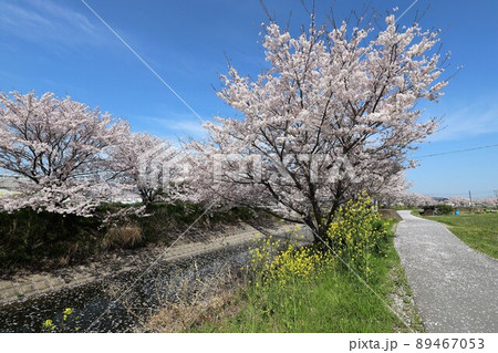 奈良県 安堵町の桜並木 奈良県 安堵町の桜並木 89467053