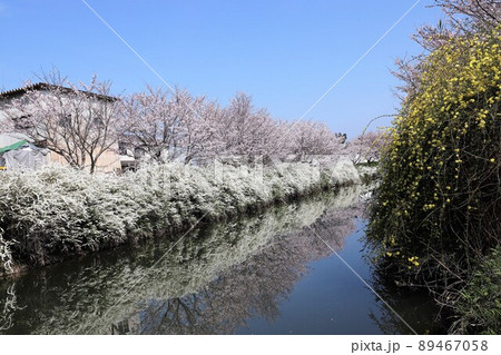 奈良県　安堵町の桜並木 89467058