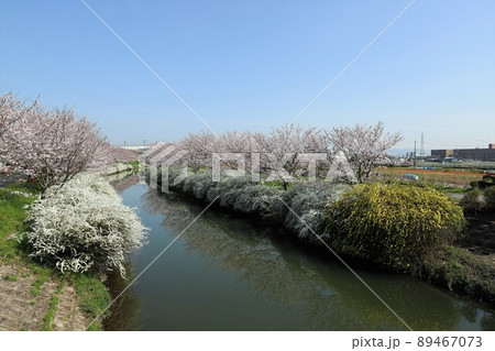 奈良県 安堵町の桜並木 奈良県 安堵町の桜並木 89467073