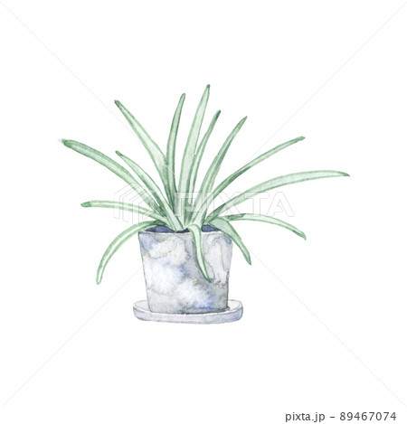 Watercolor spider plant 89467074