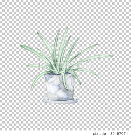 Watercolor spider plant 89467074