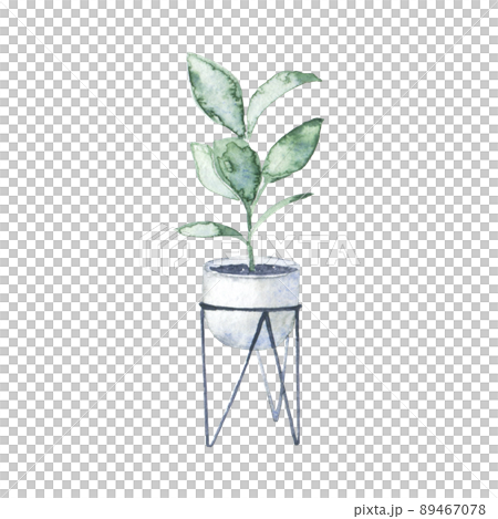 Watercolor indoor rubber tree 89467078