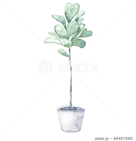 Watercolor home fiddle leaf fig tree in pot 89467080