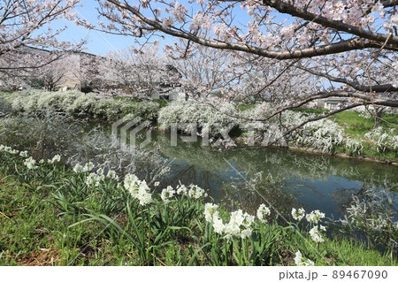 奈良県　安堵町の桜並木 89467090
