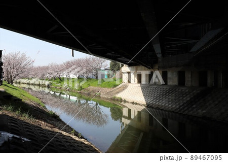 奈良県　安堵町の桜並木 89467095