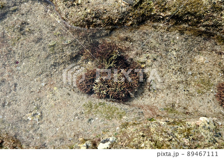 【素材】潮だまりの生きもの（奄美大島） 89467111